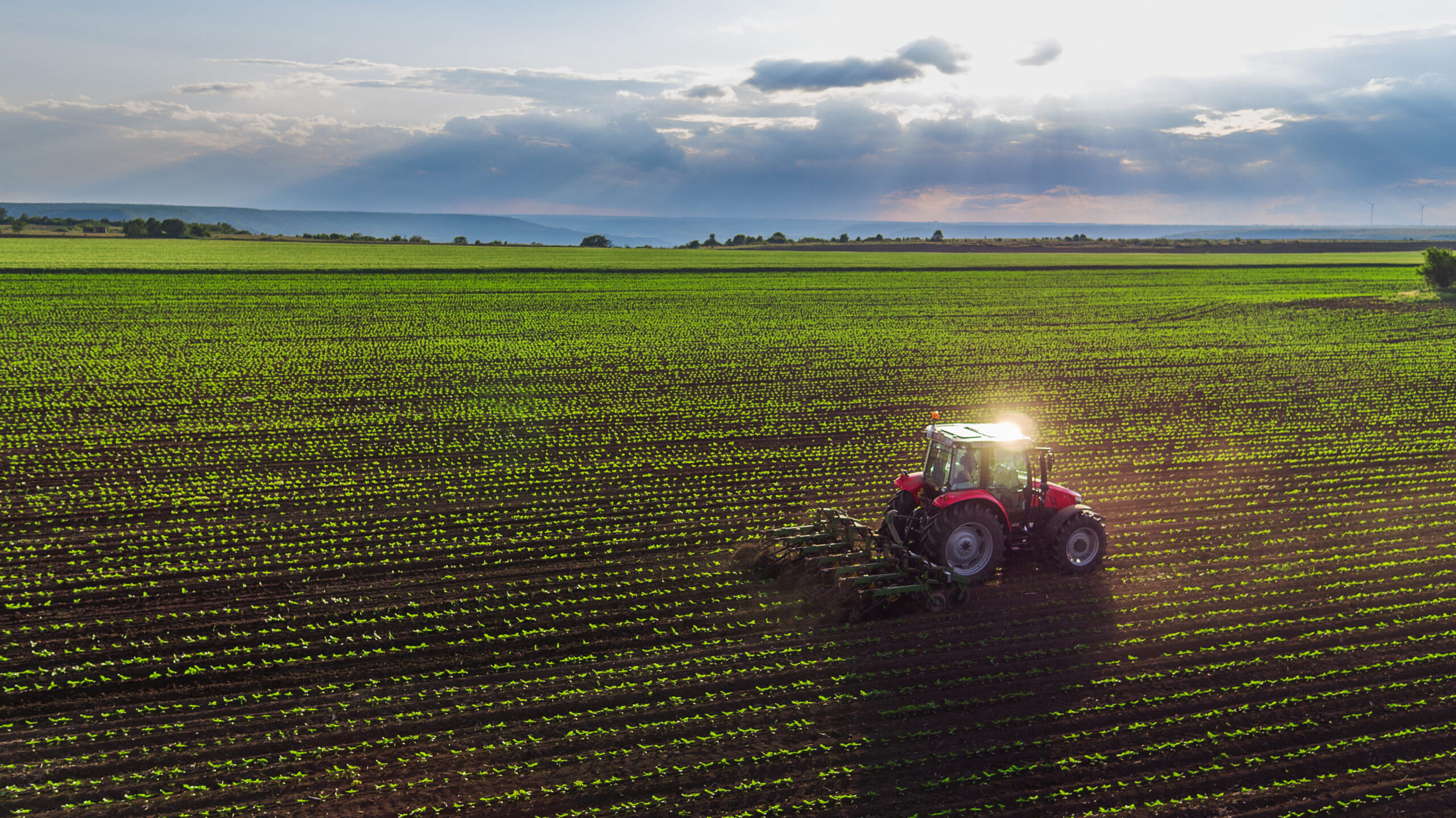 A tractor making is way through a field of crops.