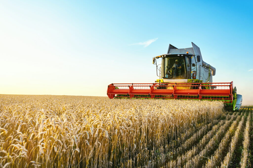 A combine, a harvesting farm machine in a wheat field. 