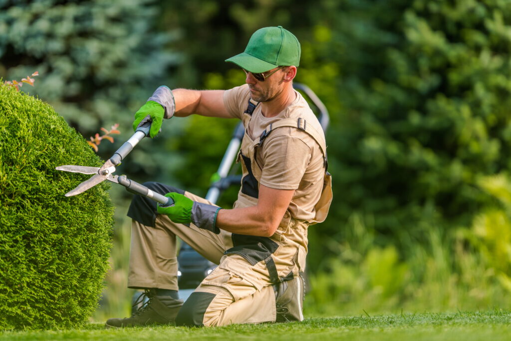 A landscaper using hedge clippers to tend to hedges.